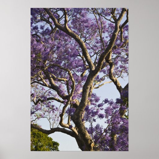 Bloeiende Jacaranda-bomen in New Farm Park, Poster (Voorkant)