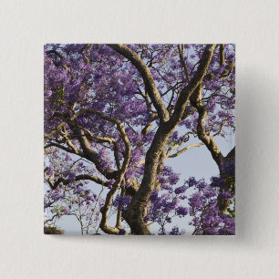 Bloeiende Jacaranda-bomen in New Farm Park, Vierkante Button 5,1 Cm