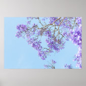 Bloeiende Jacaranda Boomtakken Poster (Voorkant)