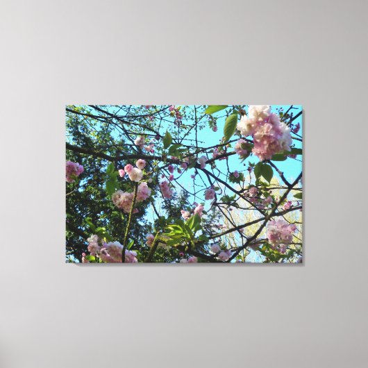Bloeiende kers, Natuur, Boom, Bloesem, Canvas (Voorkant)