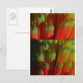 Bloeiende knoppen: Cactus Wild: Groeten, Goodluck Briefkaart (Voorkant / Achterkant)