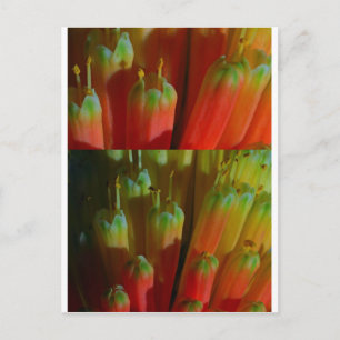 Bloeiende knoppen: Cactus Wild: Groeten, Goodluck Briefkaart