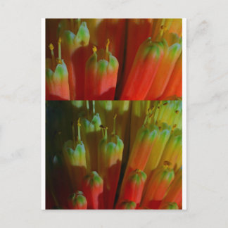 Bloeiende knoppen: Cactus Wild: Groeten, Goodluck Briefkaart