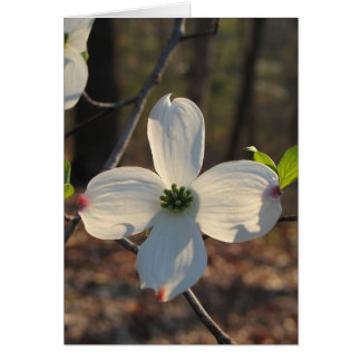 Bloeiende Kornoelje - Customized2