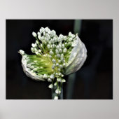 Bloeiende lente-ui poster (Voorkant)