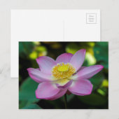 Bloeiende lotusbloem, Indonesië Briefkaart (Voorkant / Achterkant)