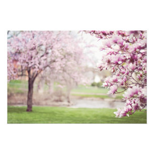 Bloeiende Magnolia Bomen Foto Afdruk
