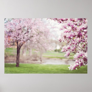 Bloeiende Magnolia Bomen Poster