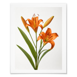 Bloeiende oranje lelie op witte achtergrond Poster