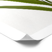 Bloeiende oranje lelie op witte achtergrond Poster (Hoek)