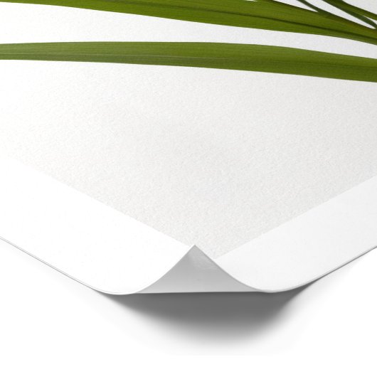 Bloeiende oranje lelie op witte achtergrond Poster (Hoek)