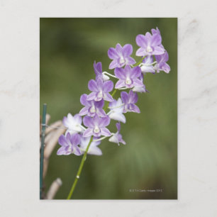 Bloeiende orchidee plant. briefkaart