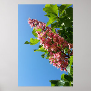 Bloeiende paardenkastanje boom bloemen poster