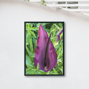 Bloeiende Paarse Dragon Lily Floral Foto Afdruk