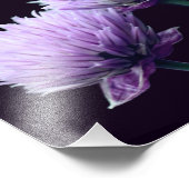 Bloeiende Paarse Scallion Allium Close Up 8x8 Foto Afdruk (Hoek)