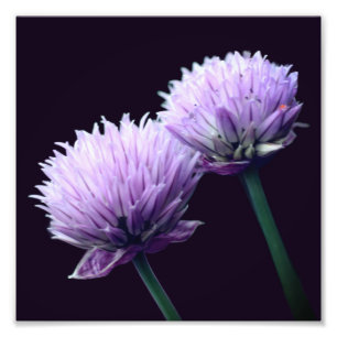 Bloeiende Paarse Scallion Allium Close Up 8x8 Foto Afdruk