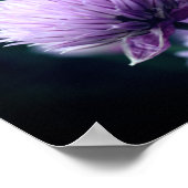Bloeiende Paarse Scallion Allium Close-up Poster (Hoek)
