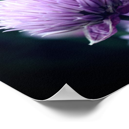 Bloeiende Paarse Scallion Allium Close-up Poster (Hoek)