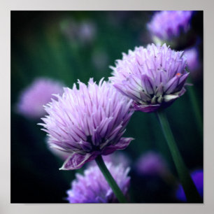 Bloeiende Paarse Scallion Allium Close-up Poster