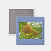 Bloeiende peren magneet (Voorkant / Achterkant)