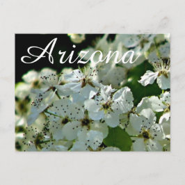 Bloeiende perenboom, Arizona ansichtkaart Briefkaart