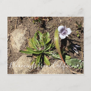 Bloeiende planten uit Californië: Tolmie's Ster Tu Briefkaart