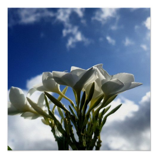 Bloeiende Plumeria tegen een stralende hemel Perfect Poster (Voorkant)