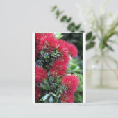 bloeiende Pohutukawa-boom Briefkaart (Staand voorkant)
