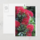 bloeiende Pohutukawa-boom Briefkaart (Voorkant / Achterkant)