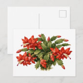 Bloeiende Rode Kerst Cactus Plant  Briefkaart (Voorkant / Achterkant)