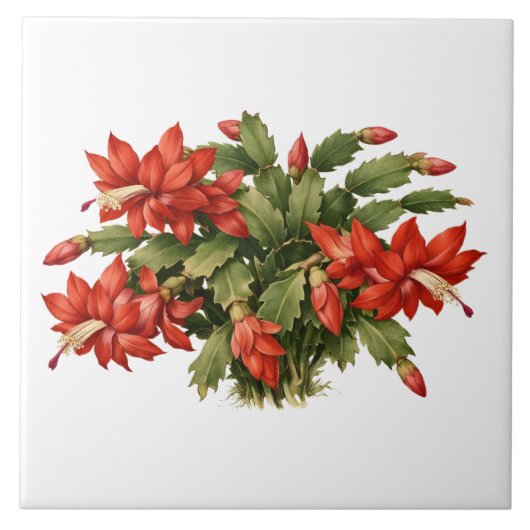 Bloeiende rode kerst cactus plant  tegeltje (Voorkant)