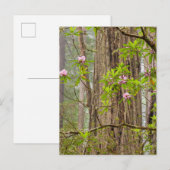 Bloeiende Rododendrons | Redwoods State Park,CA Briefkaart (Voorkant / Achterkant)