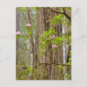 Bloeiende Rododendrons   Redwoods State Park,CA Briefkaart