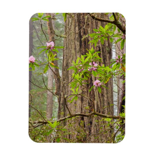 Bloeiende Rododendrons | Redwoods State Park,CA Magneet (Verticaal)