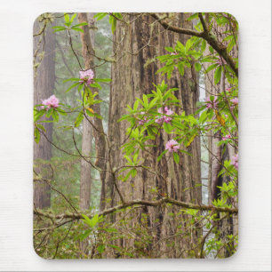 Bloeiende Rododendrons   Redwoods State Park,CA Muismat