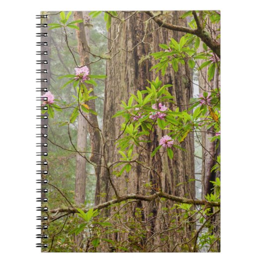 Bloeiende Rododendrons | Redwoods State Park,CA Notitieboek (Voorkant)