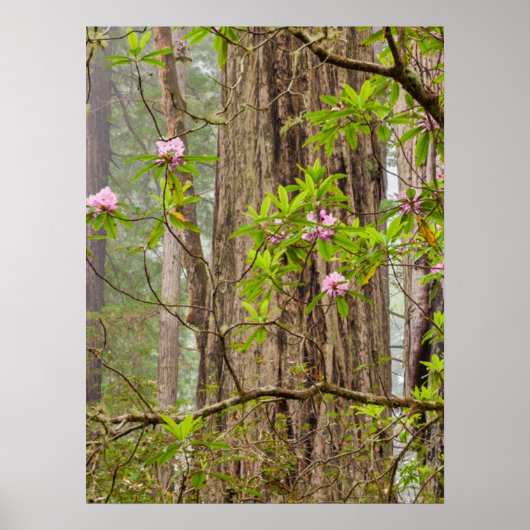 Bloeiende Rododendrons | Redwoods State Park,CA Poster (Voorkant)