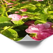 Bloeiende Rosarium Poster (Hoek)