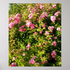 Bloeiende Rosarium Poster
