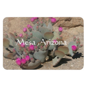 Bloeiende roze cactusbloemen in Mesa, Arizona  Magneet