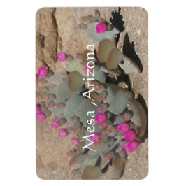 Bloeiende roze cactusbloemen in Mesa, Arizona  Magneet