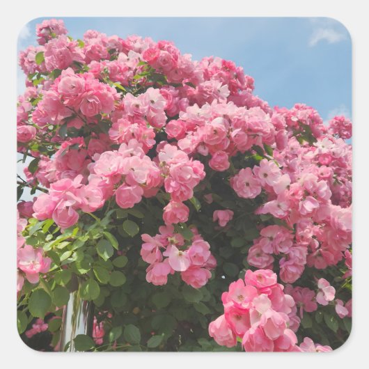 Bloeiende Roze Cascade Vierkante Sticker (Voorkant)