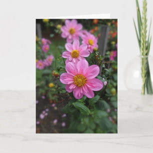 Bloeiende roze dahlia's bedankkaart