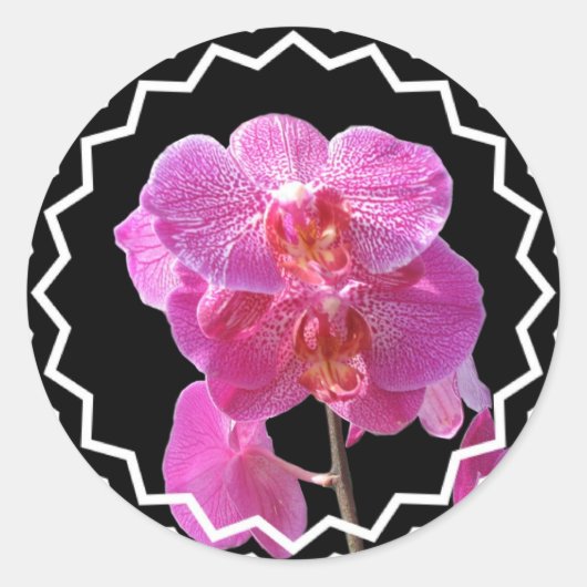 Bloeiende roze orchideeën Sticker (Voorkant)