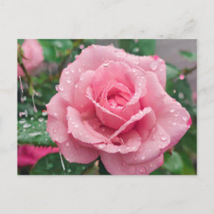 Bloeiende roze roos met regendruppels briefkaart