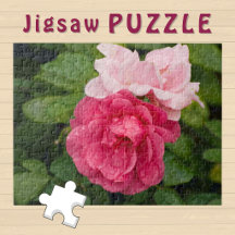 Bloeiende Roze Roos Roses esthetisch Bloem Foto