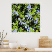 bloeiende rozemarijnstruik poster (Keuken)