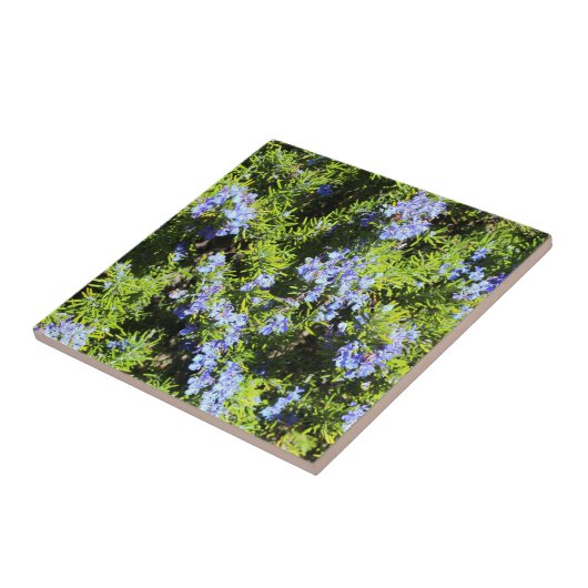 bloeiende rozemarijnstruik tegeltje (Zijkant)