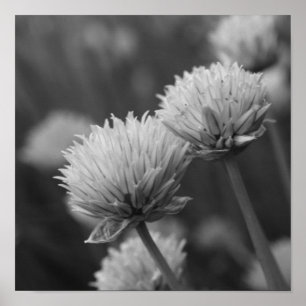 Bloeiende Scallions Allium bloemen zwart en wit Poster
