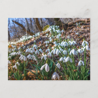 Bloeiende sneeuwklokje bloemen lente bos natuur po feestdagenkaart